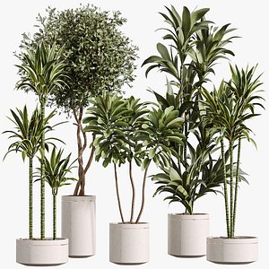 AV Indoor Plants Set 375 Dracaena Warneckii and Lemon Dragon and Euphorbia and Olive 3D model