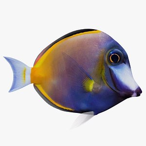 3D blue tang animation model
