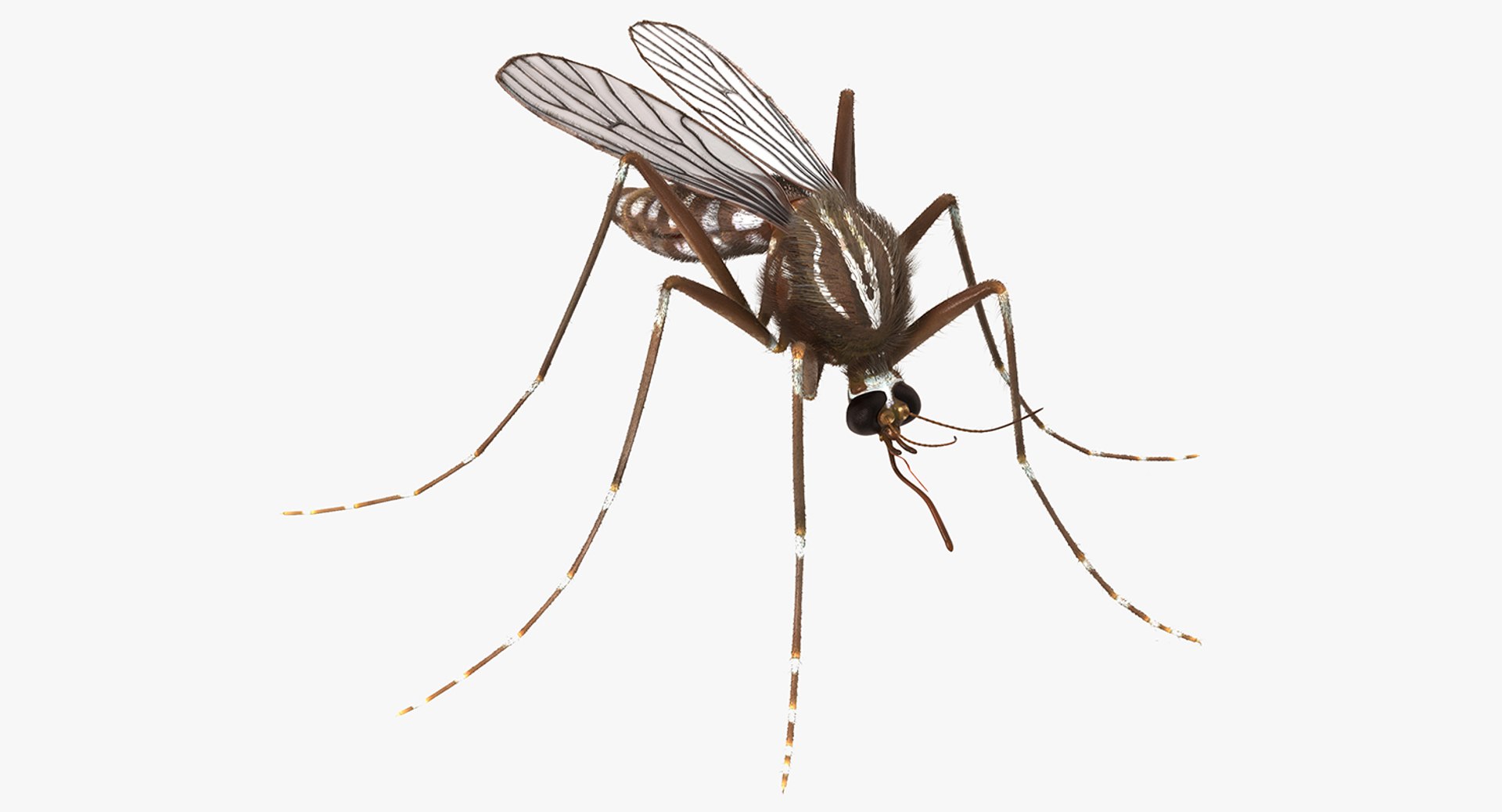 Mosquito with Fur 3D Model 3D model preview