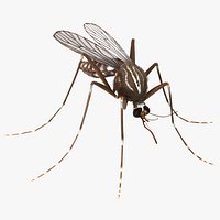 Mosquito with Fur 3D Model