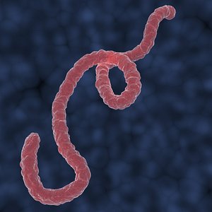 3d model ebola virus
