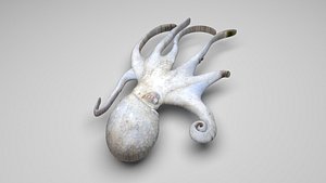 Octopus