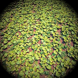 Leaves