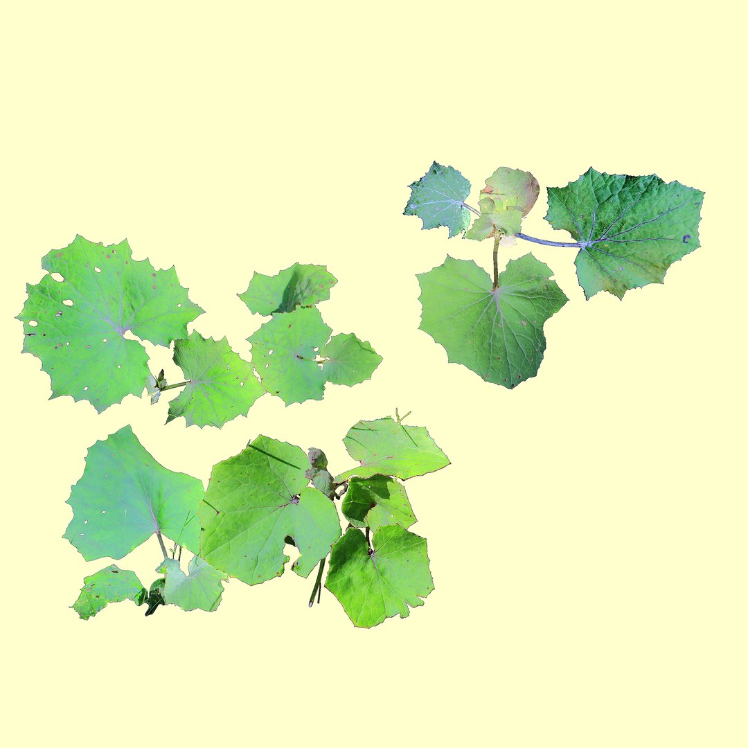 plants leaves 3D model https://p.turbosquid.com/ts-thumb/fb/XVv1R2/bmtiJb8X/11/jpg/1602868997/1920x1080/fit_q87/070e0b1b7f5033b53bba528b4c9561935dc042a9/11.jpg