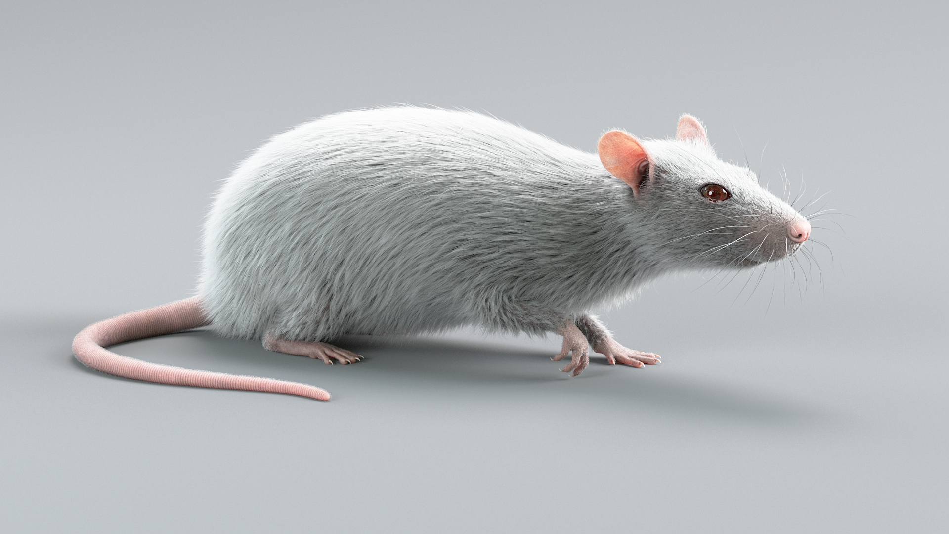 Laboratory Rat Rigged Xgen 3D Model - TurboSquid 2374084