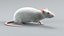 Laboratory Rat Rigged Xgen 3D model