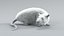Laboratory Rat Rigged Xgen 3D model