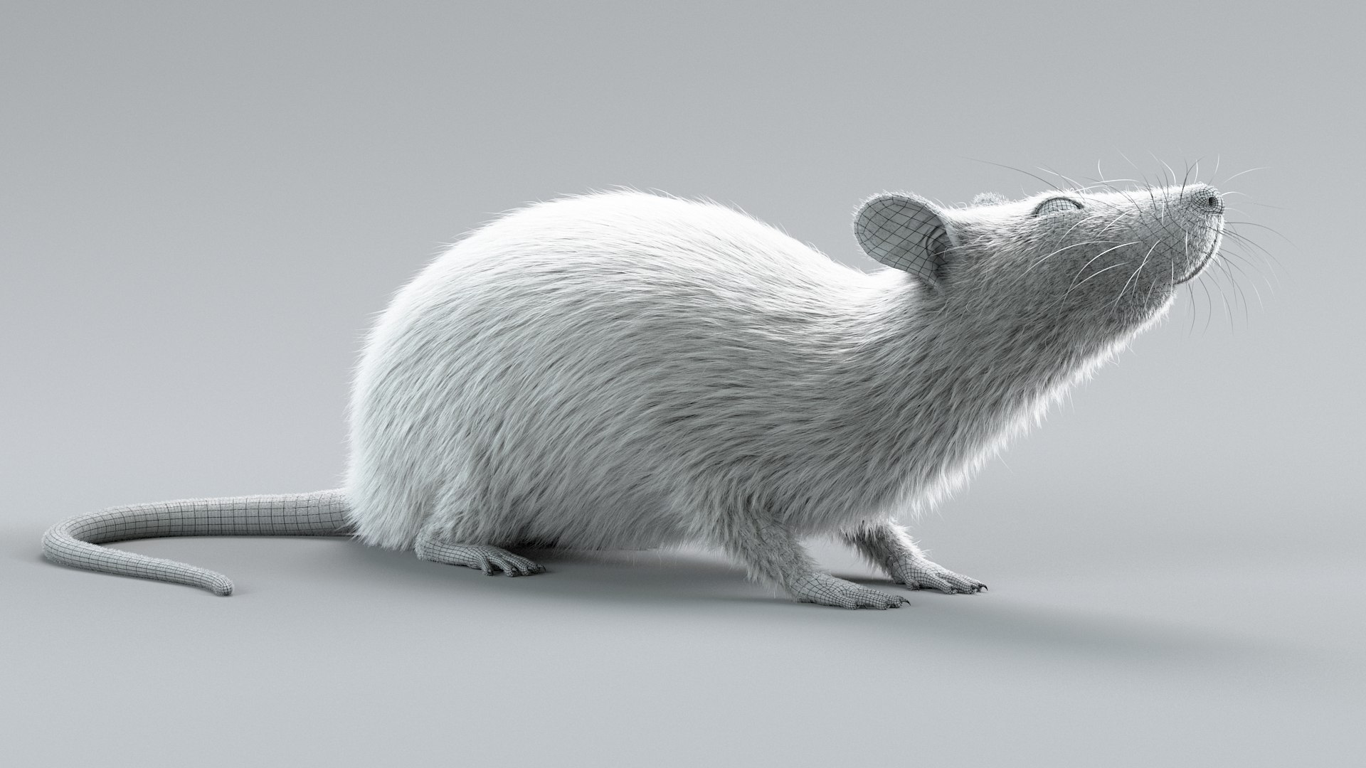 Laboratory Rat Rigged Xgen 3D Model - TurboSquid 2374084