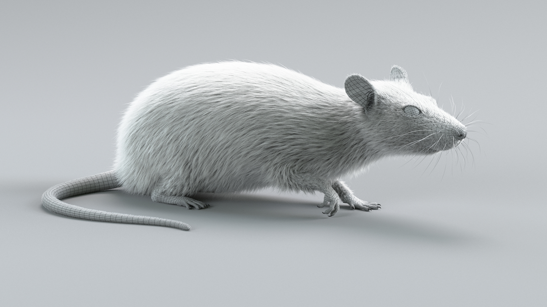 Laboratory Rat Rigged Xgen 3D Model - TurboSquid 2374084