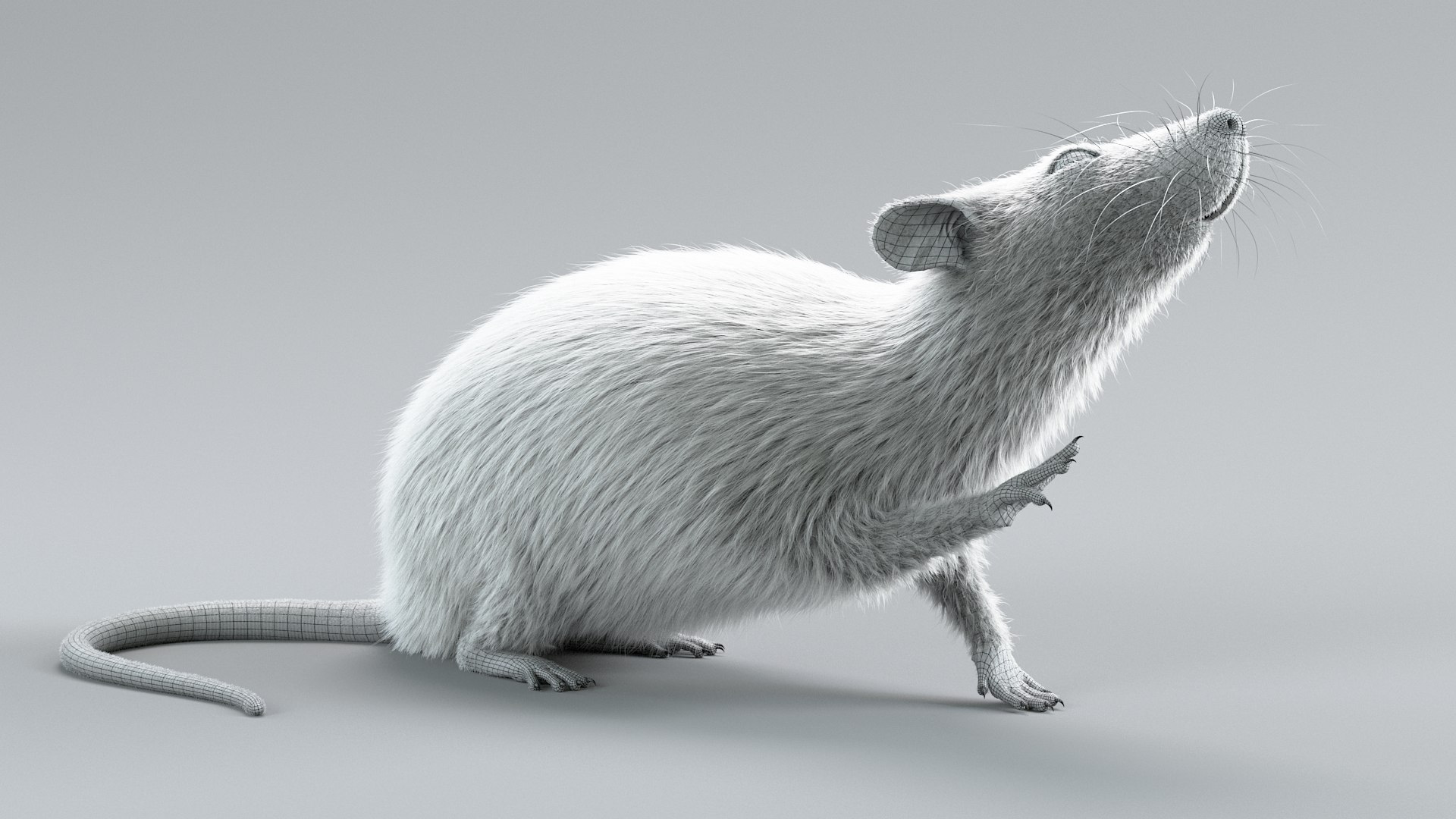 Laboratory Rat Rigged Xgen 3D Model - TurboSquid 2374084
