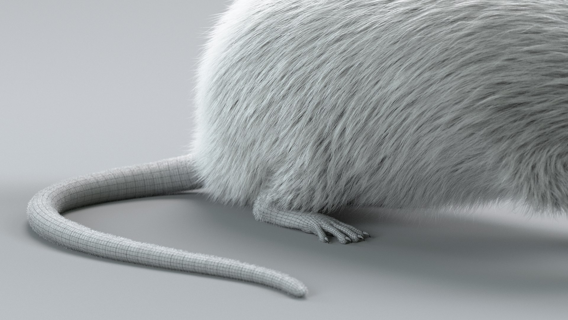 Laboratory Rat Rigged Xgen 3D Model - TurboSquid 2374084