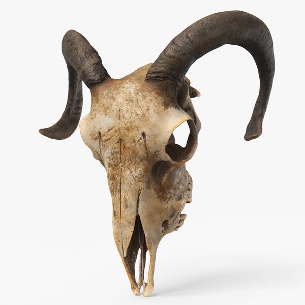 低聚unreal颚骨模型