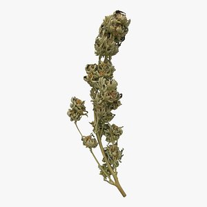 Cannabis Branch 02 3D model