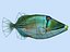 Picasso triggerfish
