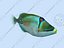 Picasso triggerfish