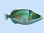 Picasso triggerfish