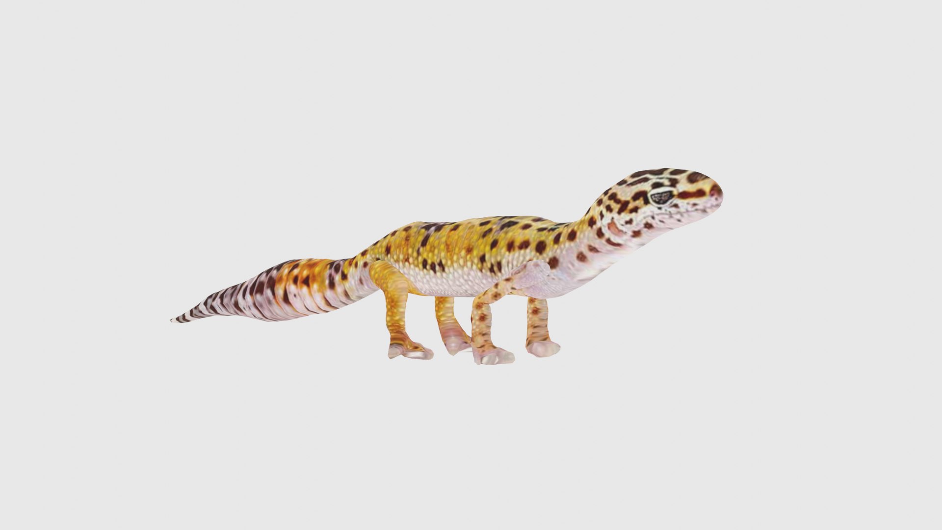 Low Poly Gecko Rigged With Realistic Texture model - TurboSquid 1876184