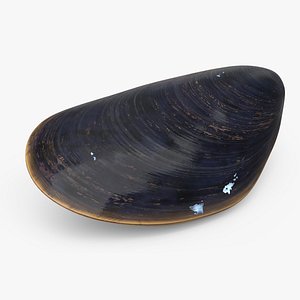 3D Realistic Marine Mussel Shell model