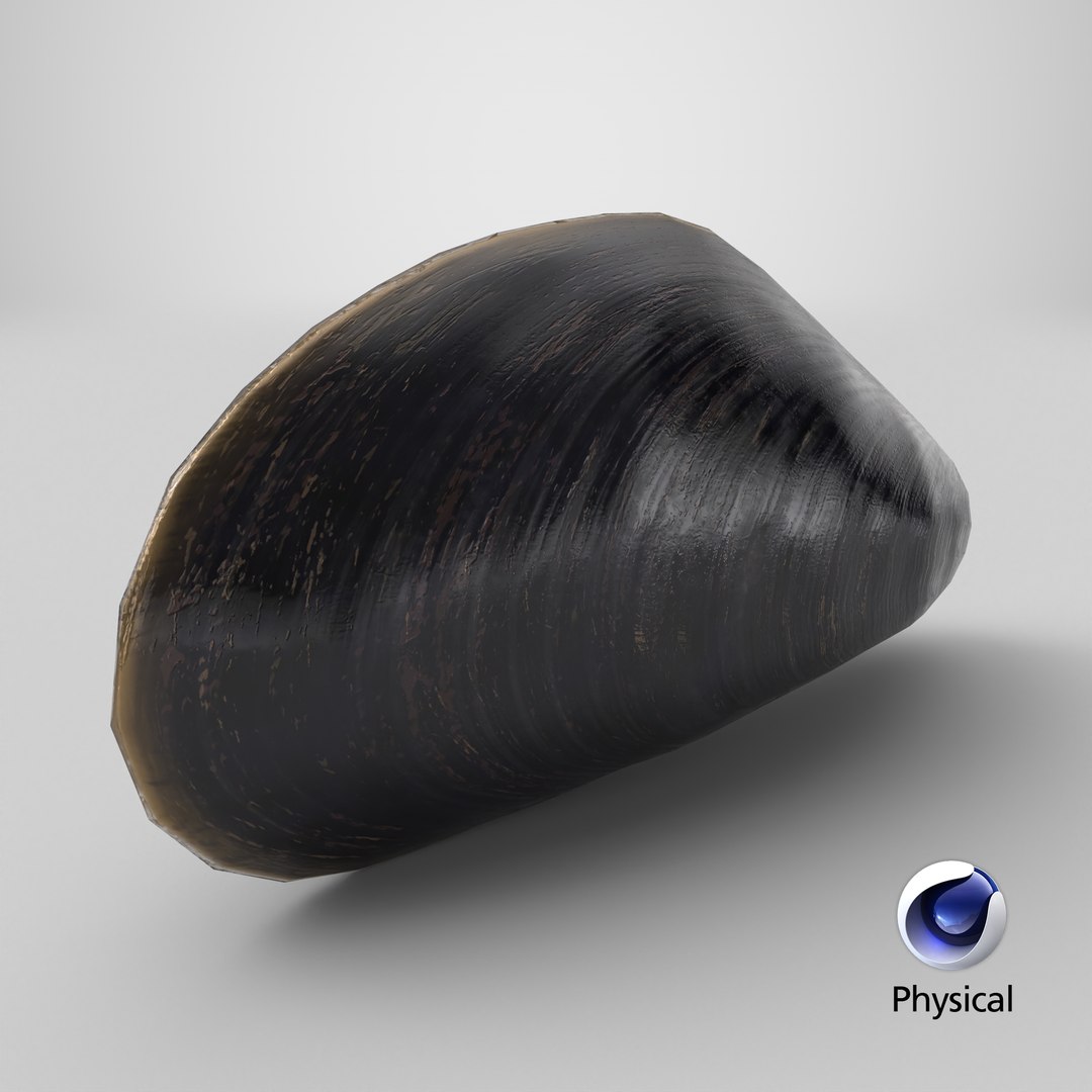 3D Realistic Marine Mussel Shell Model - TurboSquid 2227988