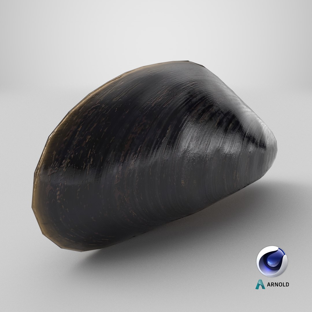 3D Realistic Marine Mussel Shell Model - TurboSquid 2227988
