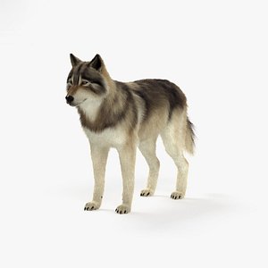 gray wolf model