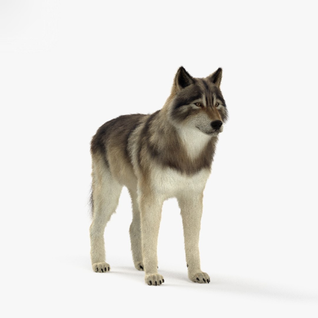 Wolf models. Модель волка. Волк 3д модель. Зд модель волк. Волк в полный рост на белом фоне.