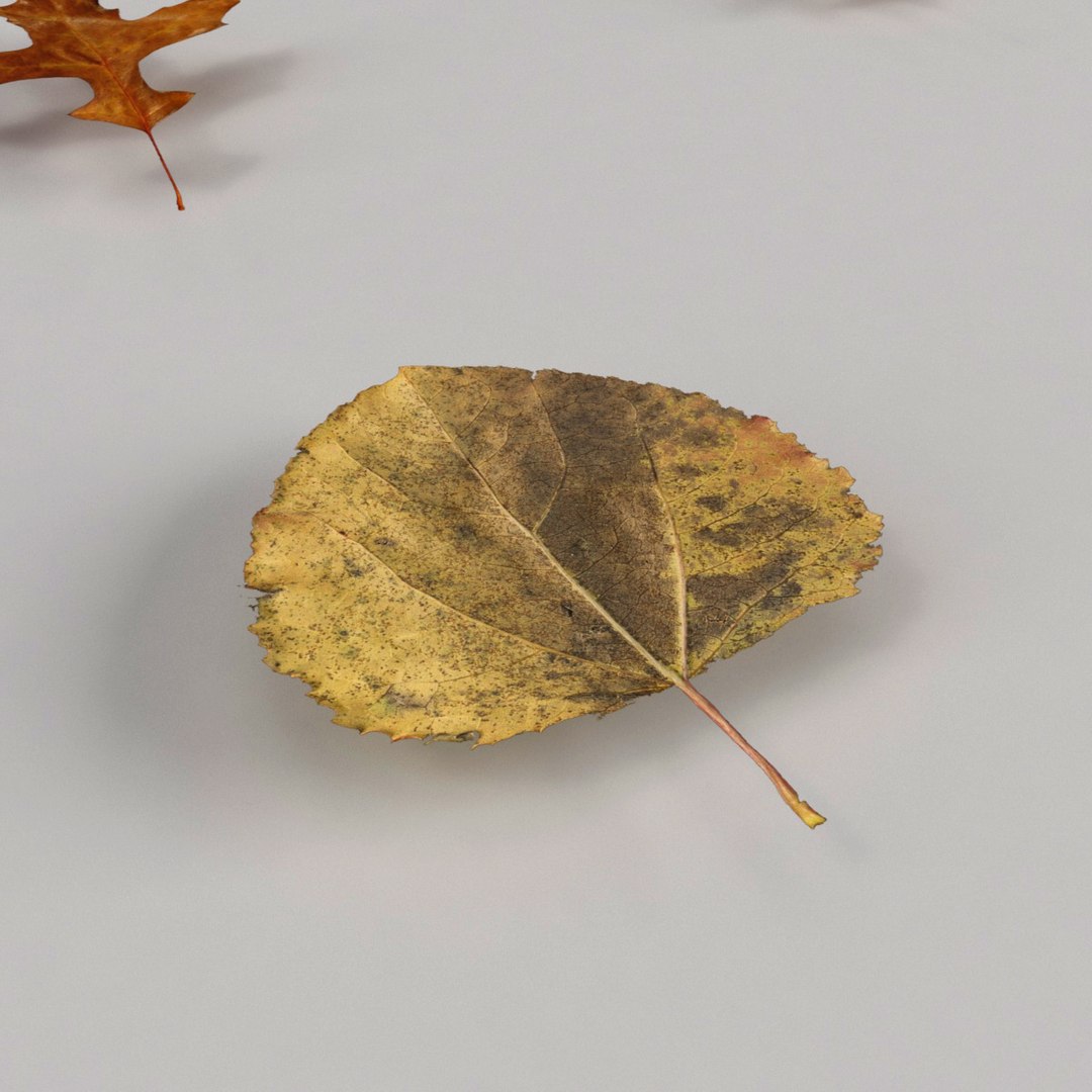 3d model realist leave https://p.turbosquid.com/ts-thumb/fc/TlzvvE/29g6gNih/preview_11/jpg/1420826932/1920x1080/fit_q87/5afad96f3082e1a75654870d3c4bf7154d2da5ed/preview_11.jpg