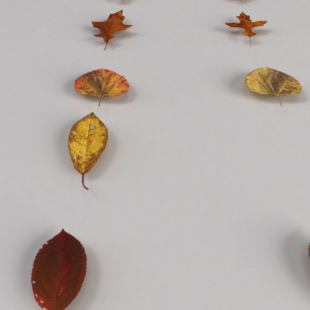3d model realist leave https://p.turbosquid.com/ts-thumb/fc/TlzvvE/4iUI4rKI/preview_06/jpg/1420826932/1920x1080/fit_q87/013e99ac8bfb22aaaa1e684560d9779da79e5262/preview_06.jpg