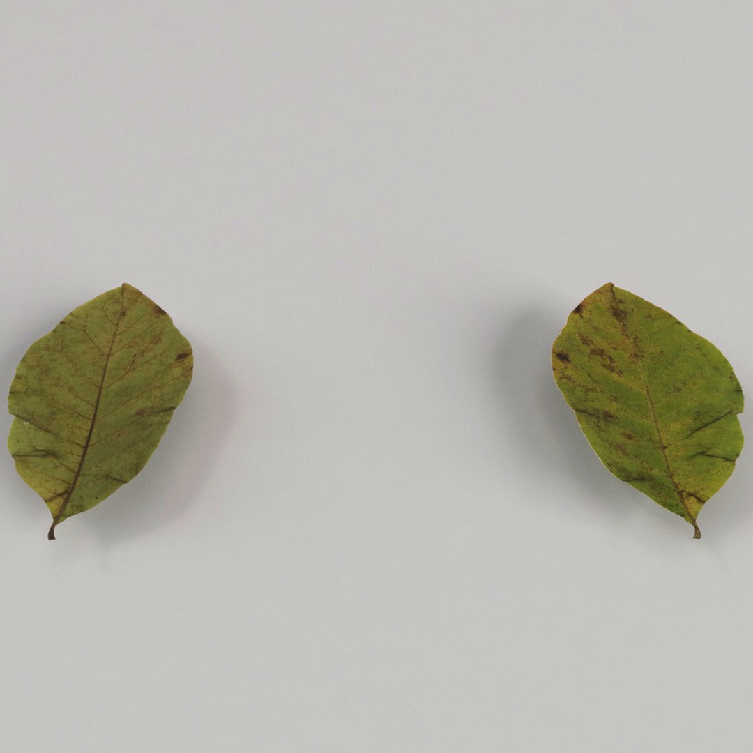3d model realist leave https://p.turbosquid.com/ts-thumb/fc/TlzvvE/5fvqbamr/preview_07/jpg/1420826932/1920x1080/fit_q87/6a51eca02221c20190b28575e02fbd18adb21579/preview_07.jpg