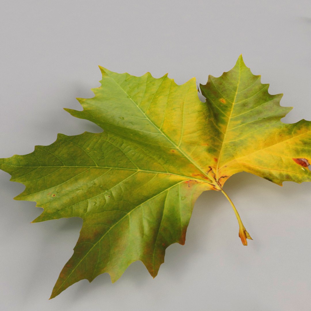 3d model realist leave https://p.turbosquid.com/ts-thumb/fc/TlzvvE/IsHxMXXW/preview_08/jpg/1420826932/1920x1080/fit_q87/6a466f33dd1125cb25c5357cc047bbcadbcb499c/preview_08.jpg