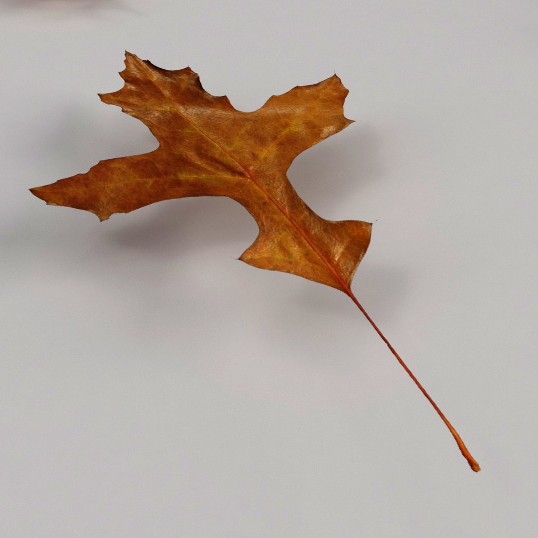 3d model realist leave https://p.turbosquid.com/ts-thumb/fc/TlzvvE/gmCU51Bu/preview_10/jpg/1420826932/1920x1080/fit_q87/c82897dc75834654917650510f8b21ee30ff4afd/preview_10.jpg