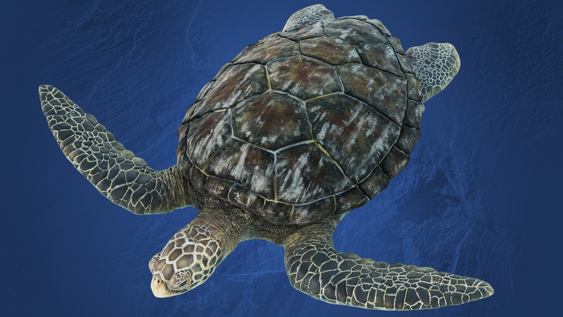 3D model SeaTurtle https://p.turbosquid.com/ts-thumb/fc/WwF1g3/2U/seaturtle_top/jpg/1691496484/1920x1080/fit_q87/70705afee70cab96fd78297a6609525bf7224a65/seaturtle_top.jpg