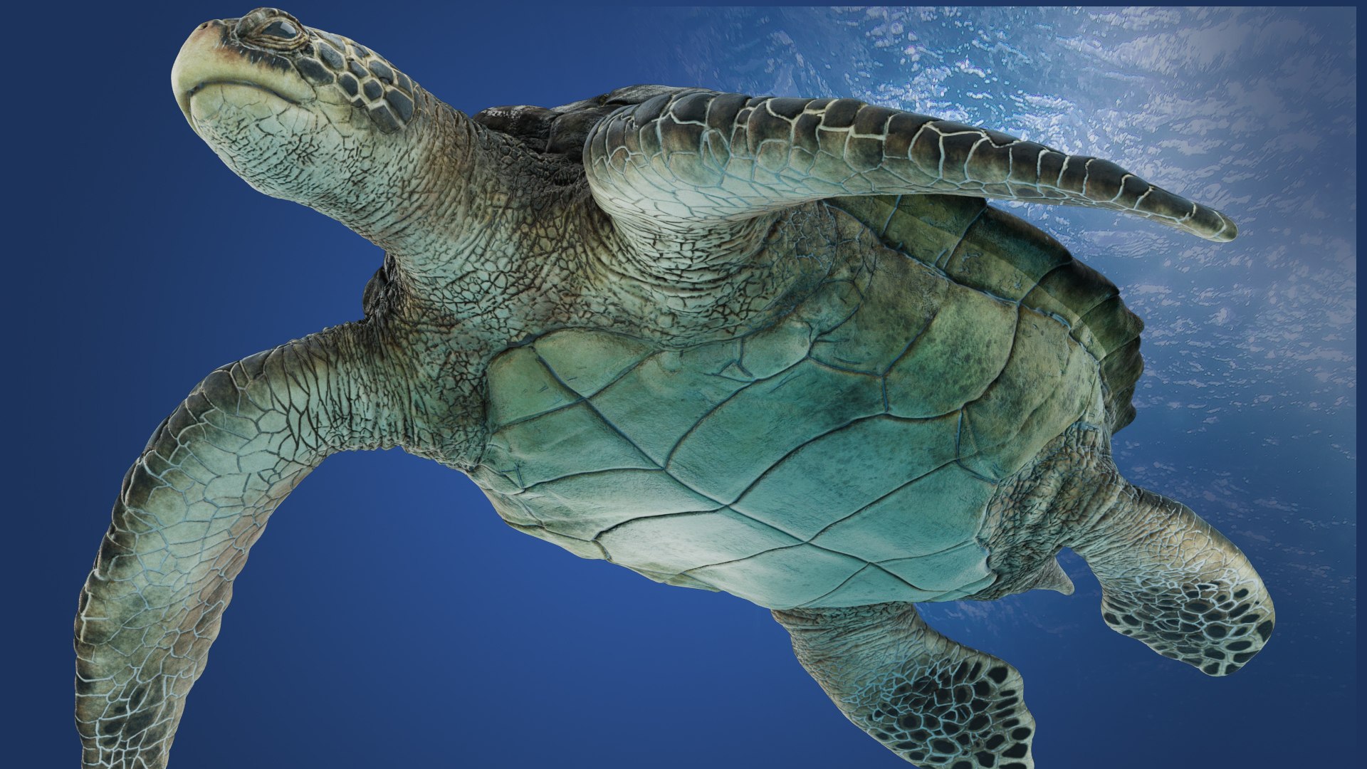 3D model SeaTurtle https://p.turbosquid.com/ts-thumb/fc/WwF1g3/IK/seaturtle_bottom/jpg/1691496487/1920x1080/fit_q87/ad3087115e88f621ba383f34c1dbef851fea09ec/seaturtle_bottom.jpg