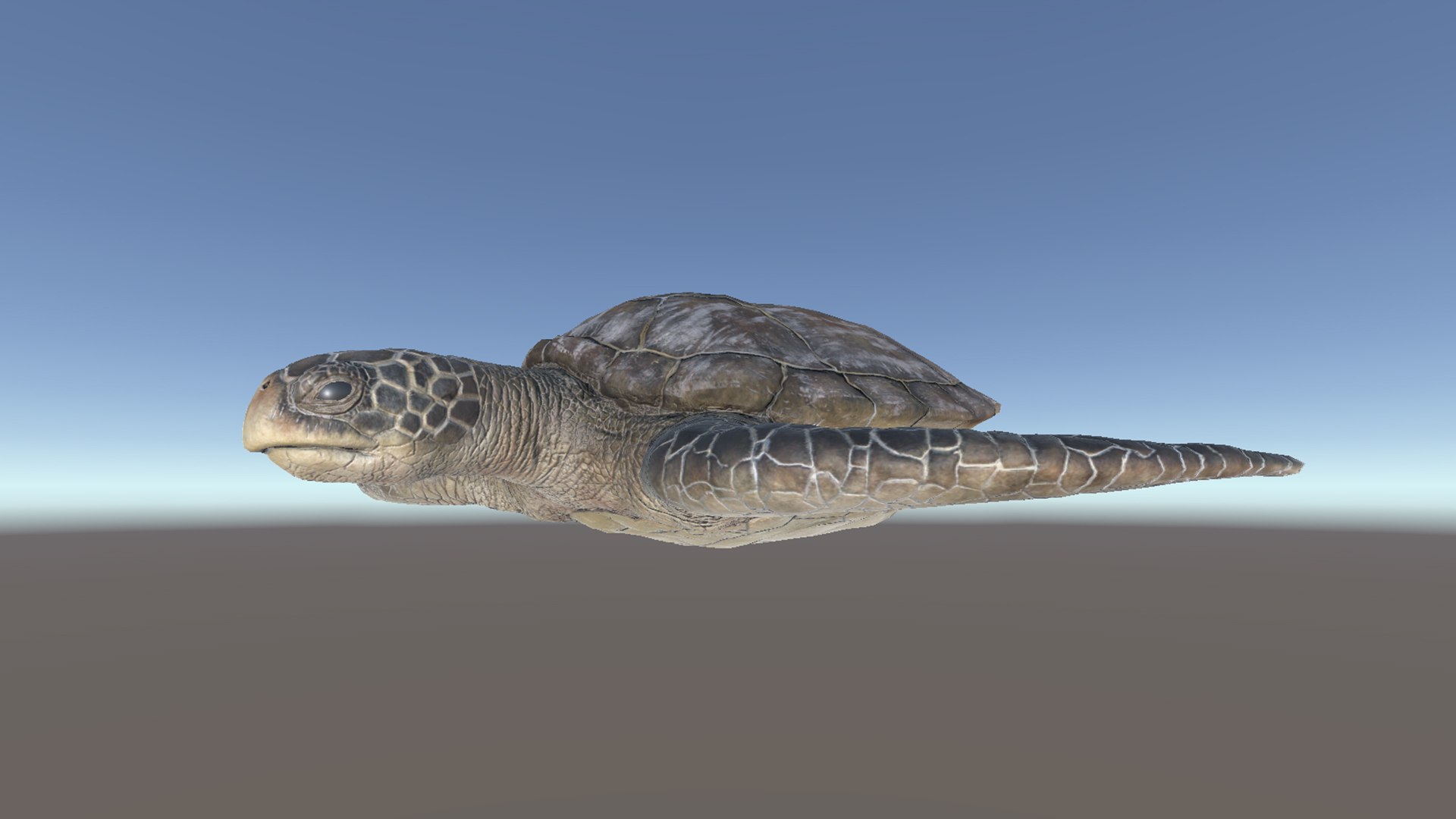 3D Model SeaTurtle - TurboSquid 2107861