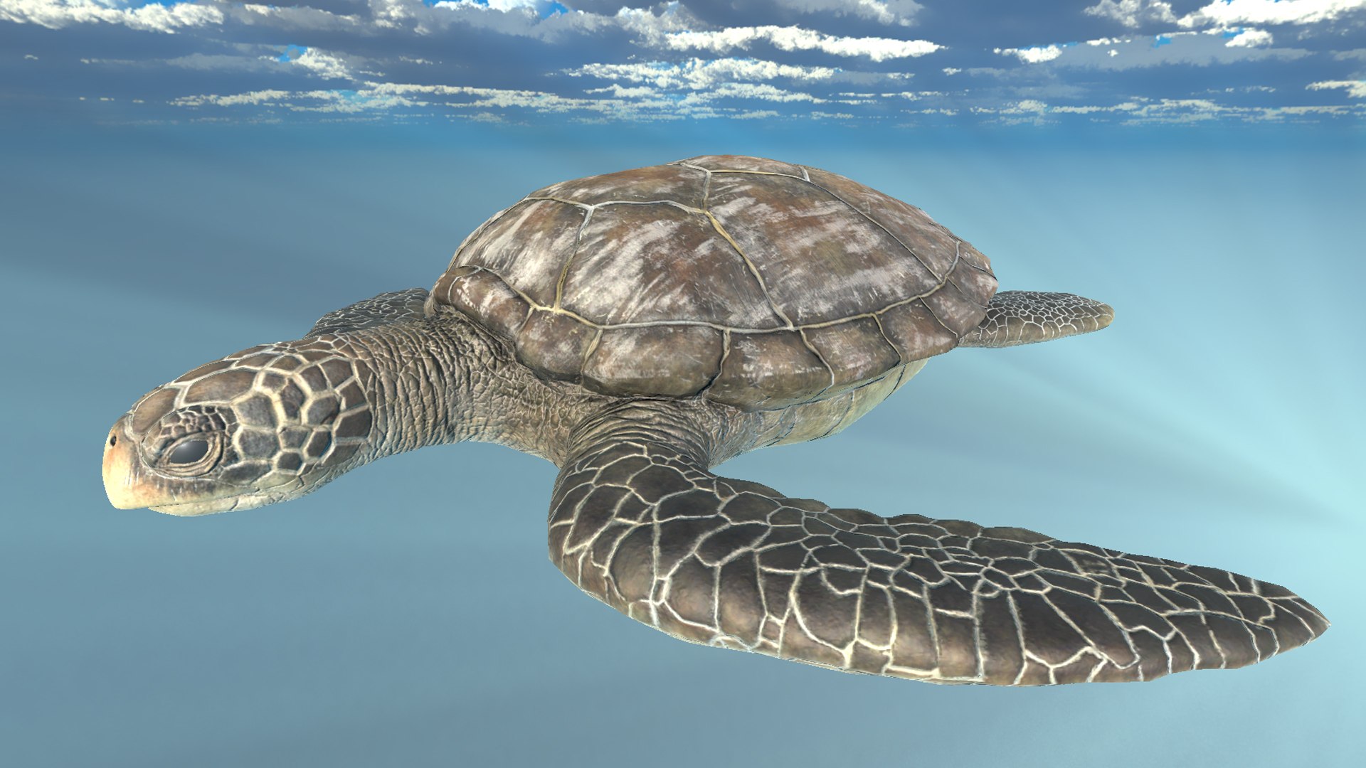 3D model SeaTurtle https://p.turbosquid.com/ts-thumb/fc/WwF1g3/ax/unity/jpg/1691496484/1920x1080/fit_q87/7465060410588f35d0302e6892ed8bfe8fe60839/unity.jpg
