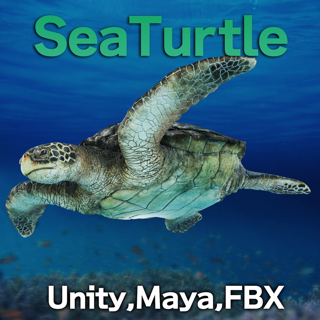 3D model SeaTurtle https://p.turbosquid.com/ts-thumb/fc/WwF1g3/uJ/seaturtle_booth/jpg/1691496488/1920x1080/fit_q87/72b0419f84aa64c2c2d094578e7a337e5ec8e6d5/seaturtle_booth.jpg