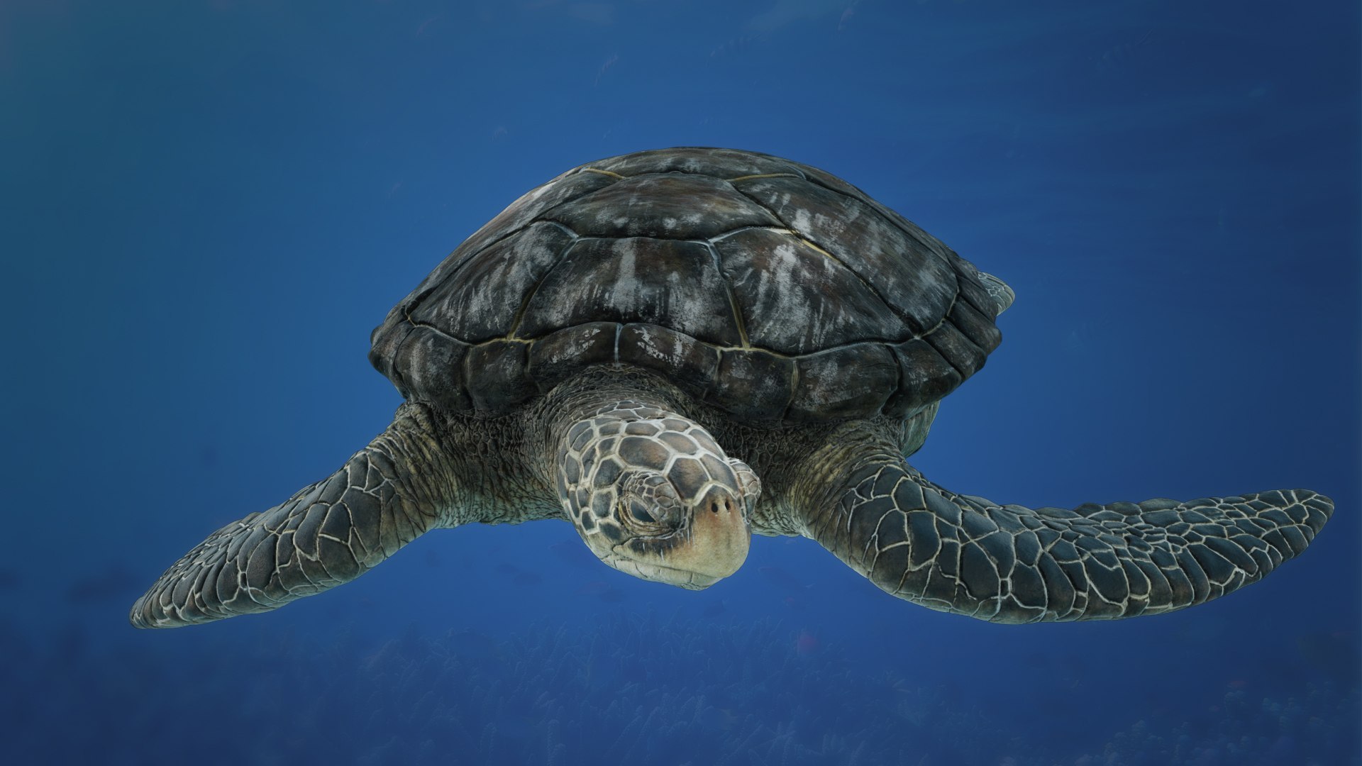 3D model SeaTurtle https://p.turbosquid.com/ts-thumb/fc/WwF1g3/xV/seaturtle_front/jpg/1691496489/1920x1080/fit_q87/40a32d1ecb8f6527968ac8f8561c40477a66c184/seaturtle_front.jpg