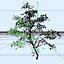Maple Tree