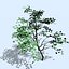 Maple Tree
