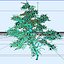 Maple Tree