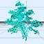 Maple Tree