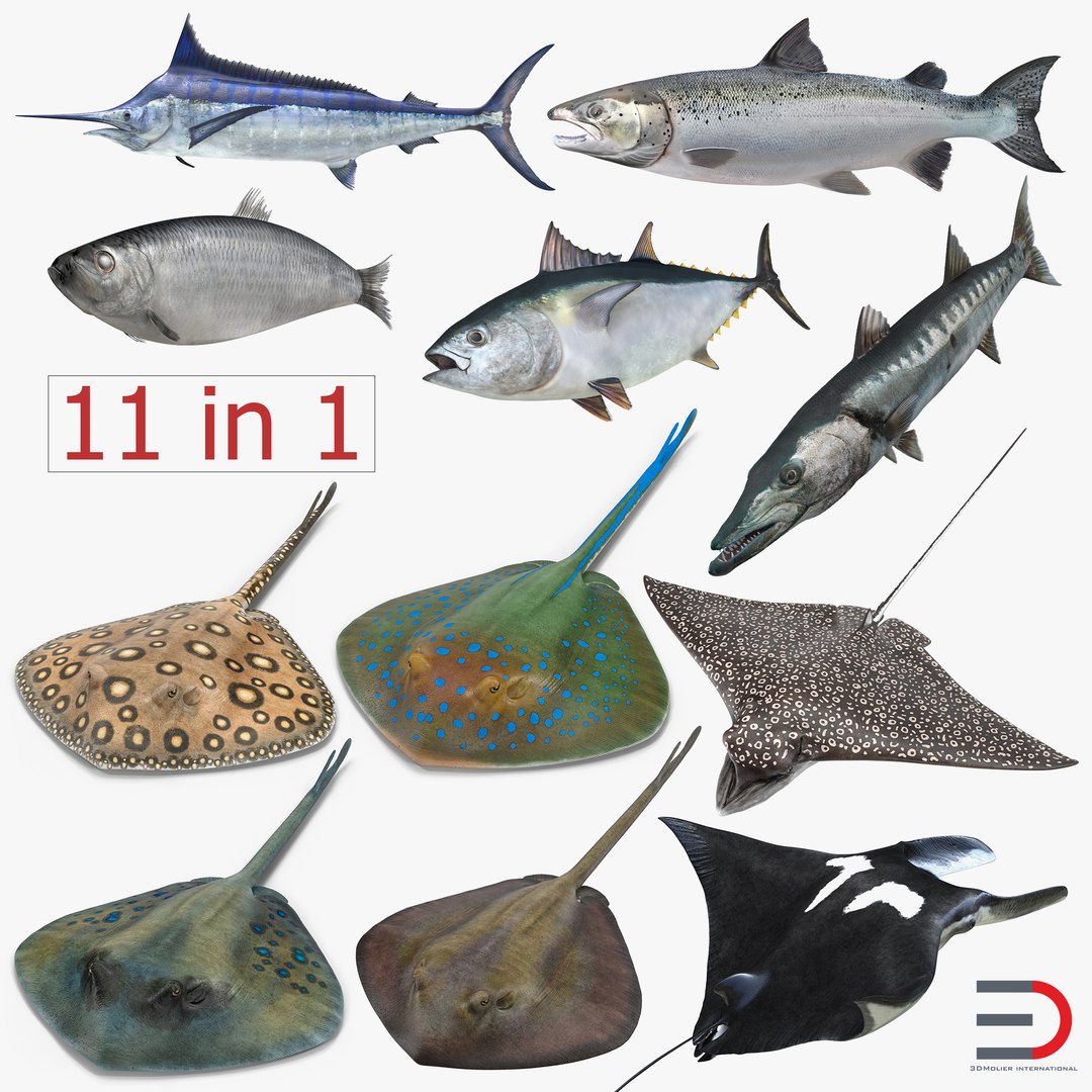 Fishes 3D Models Collection 3D model preview