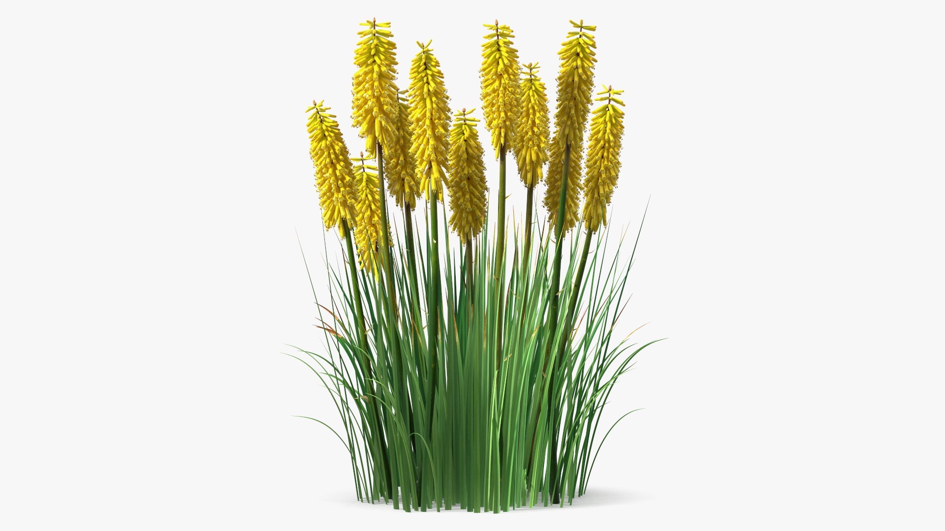 Kniphofia Poco Yellow 3D model preview