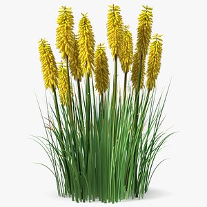 3D model Kniphofia Poco Yellow