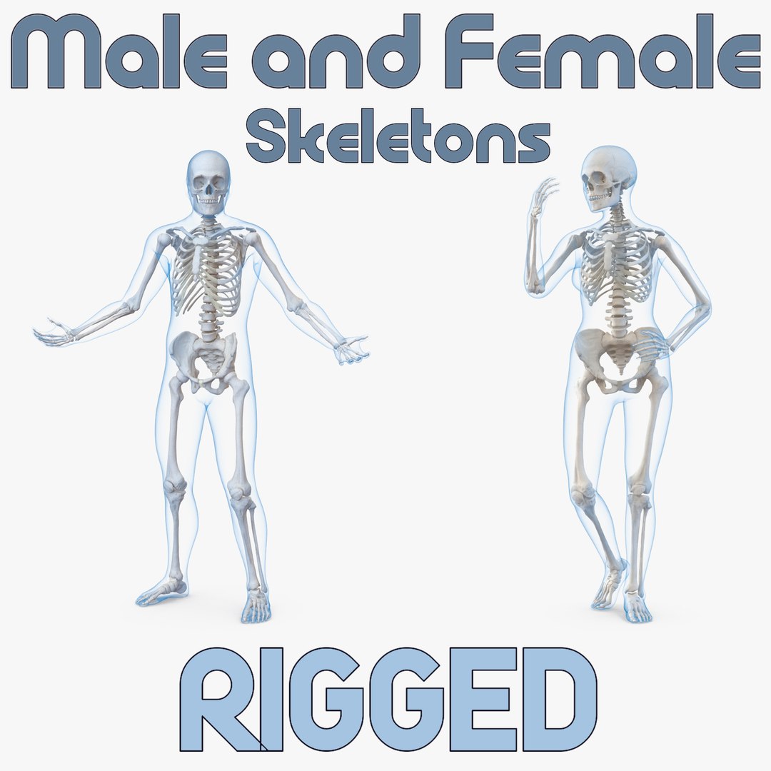 Male  and Female Bodies with Skeletons Rigged Collection 3D model preview