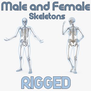 male female bodies skeletons 3D