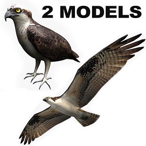 3d model 2 osprey