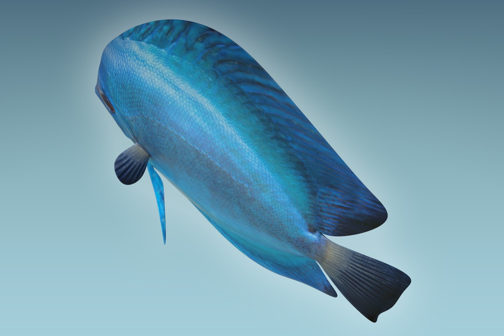 Discus fish 3 3D model - TurboSquid 1208873