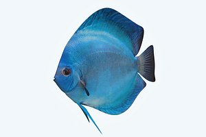 Discus Fish 3