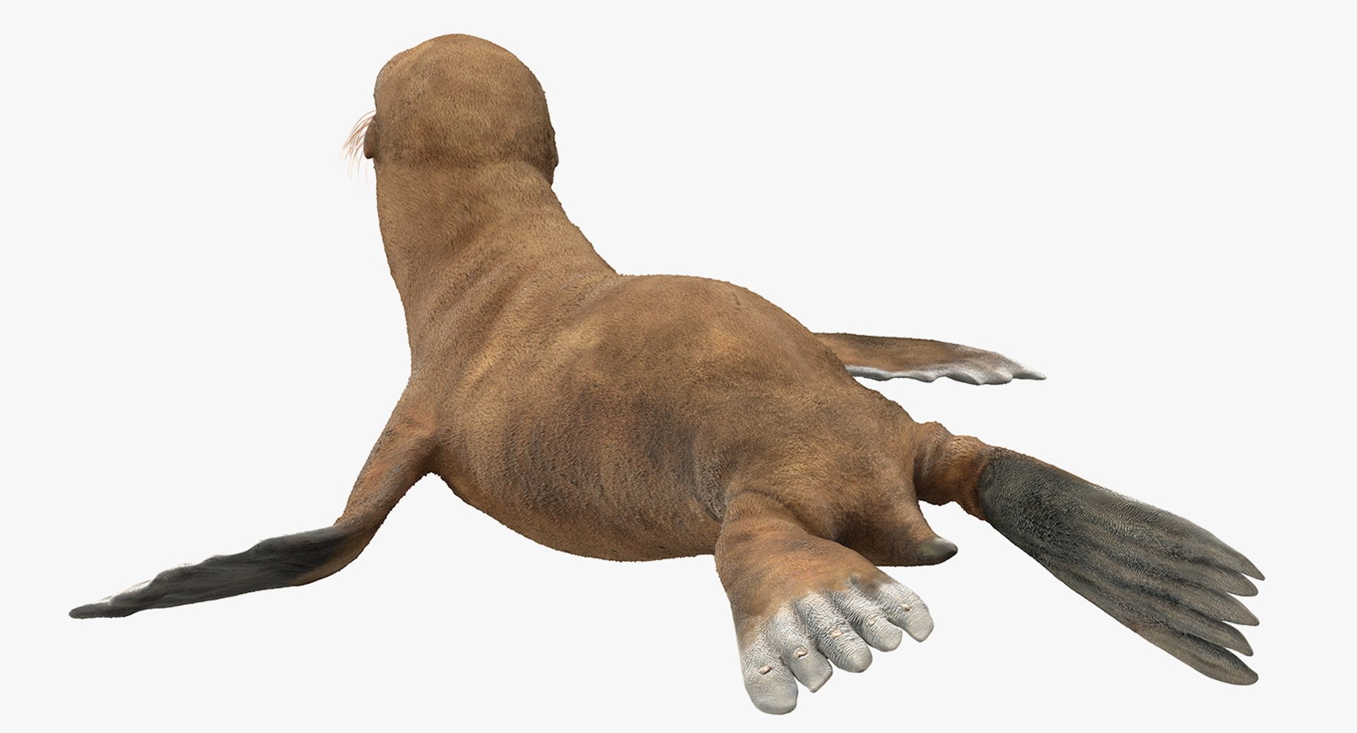 3D model sea lion baby rigged https://p.turbosquid.com/ts-thumb/fd/aQBhr8/AQ11YWwu/sealionandbabyriggedcollection3dmodel010/jpg/1564604030/1920x1080/fit_q87/6c16bc6f1e9b48b8610f5e76ac2f7c5d89f758ce/sealionandbabyriggedcollection3dmodel010.jpg